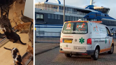 straatadvocaat-terschelling-stanley-ter-haar-desiree-van-deurse